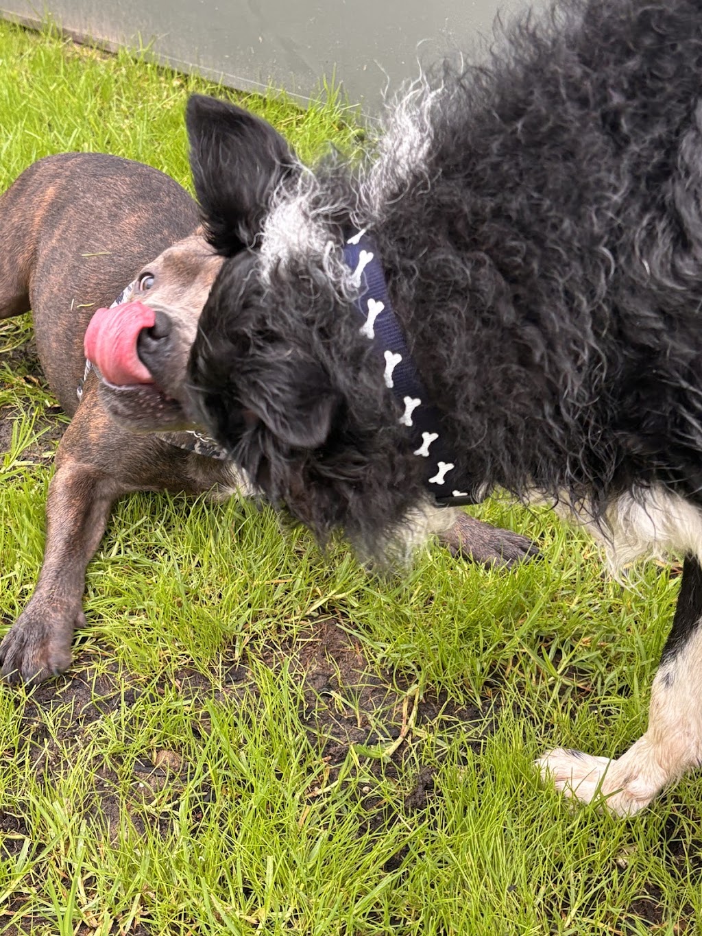Maitland Pet Resort | 138 Cessnock Rd, Maitland NSW 2320, Australia | Phone: (02) 4909 4888
