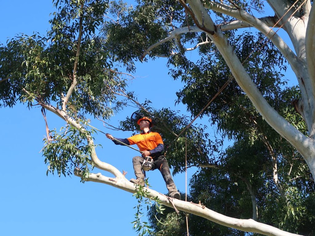 Hastings Tree Care - Professional Arborist Services | point of interest | 72 McLaren Dr, Port Macquarie NSW 2444, Australia | 0459313763 OR +61 459 313 763