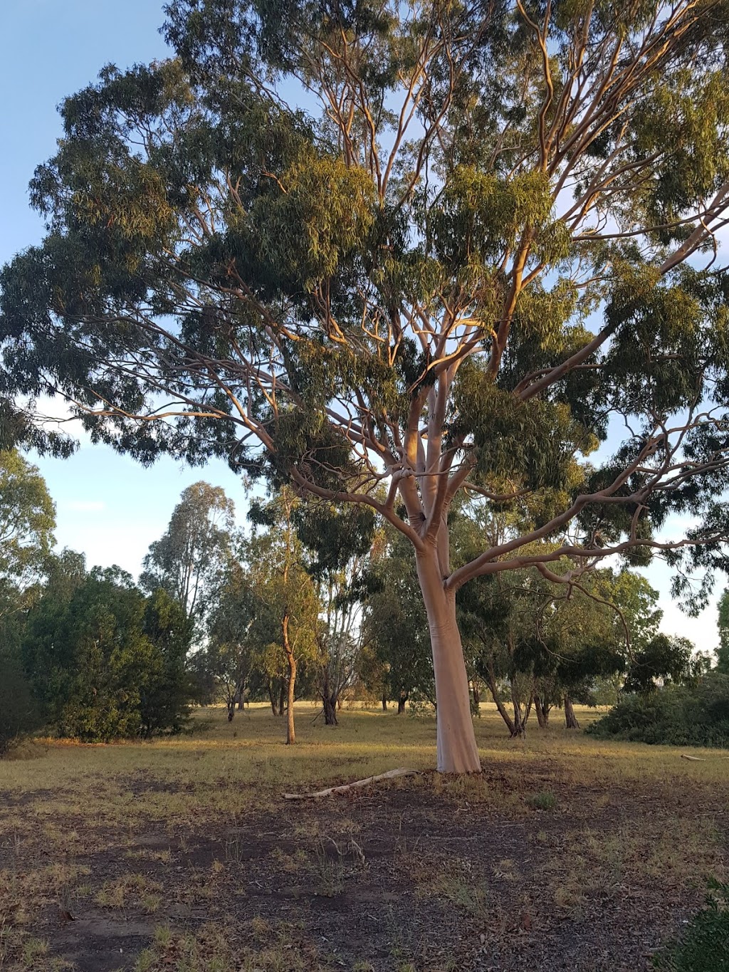 Native Grassland Circle | park | Parkville VIC 3052, Australia