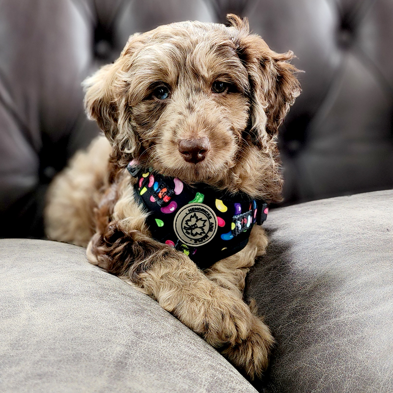 Hendricks and Maple | Great Western Hwy, Mount Victoria NSW 2786, Australia | Phone: 0422 617 897