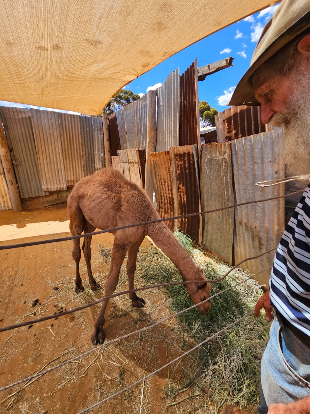 Coolgardie Camel Farm | 24RG+WP, Coolgardie WA 6429, Australia | Phone: (08) 9026 6159