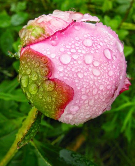 Peonies and Perennials | 17 Dalwood Rd, Nook TAS 7306, Australia | Phone: 0459 496 172