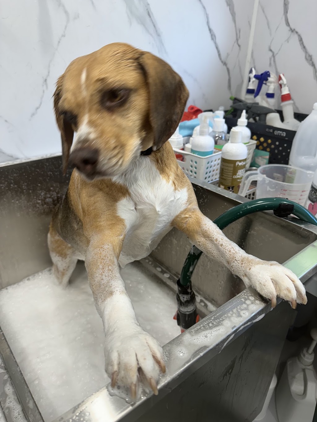Paws and Claws Squeaking Point | 97 Shannon Dr, Port Sorell TAS 7307, Australia | Phone: 0409 920 867