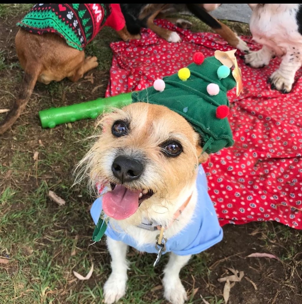 Pawfect Paws | Showgrounds, Glenvale Rd, Glenvale QLD 4350, Australia | Phone: 0431 851 501