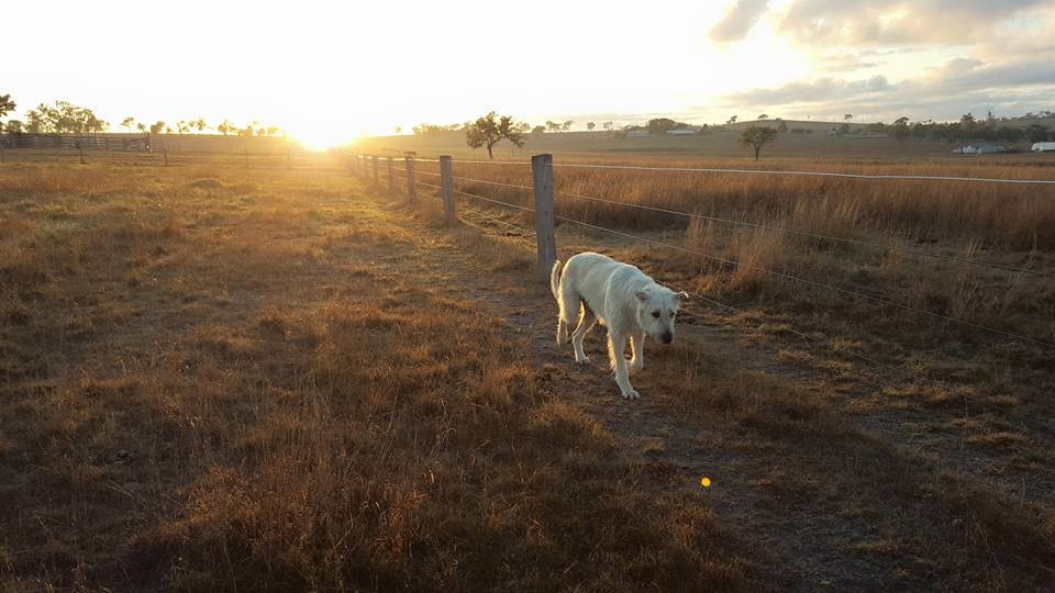 Flinders View Veterinary Surgery | 2/6 Astral Ct, Flinders View QLD 4305, Australia | Phone: (07) 3294 1773