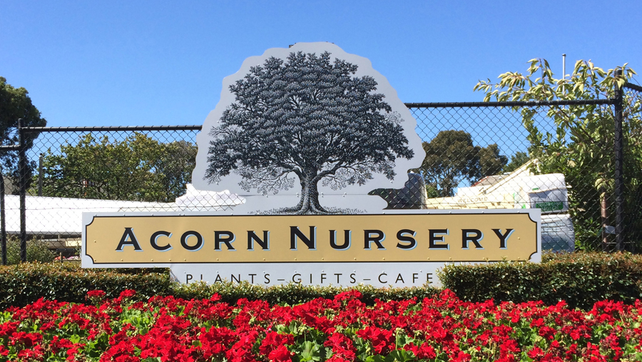 Acorn Nursery | 669-673 Canterbury Rd, Surrey Hills VIC 3127, Australia | Phone: (03) 9890 3162