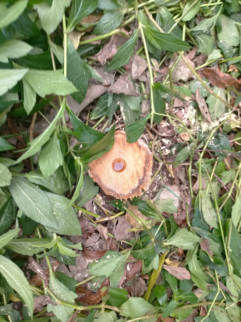 livinglawns and Maintenance | 95 Pradella Rd, Pozieres QLD 4352, Australia | Phone: 0414 697 775