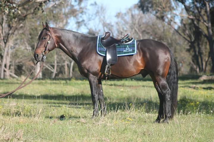 Stannum Australian Stock Horses |  | 682 Amosfield Rd, Liston NSW 2372, Australia | 0407649888 OR +61 407 649 888
