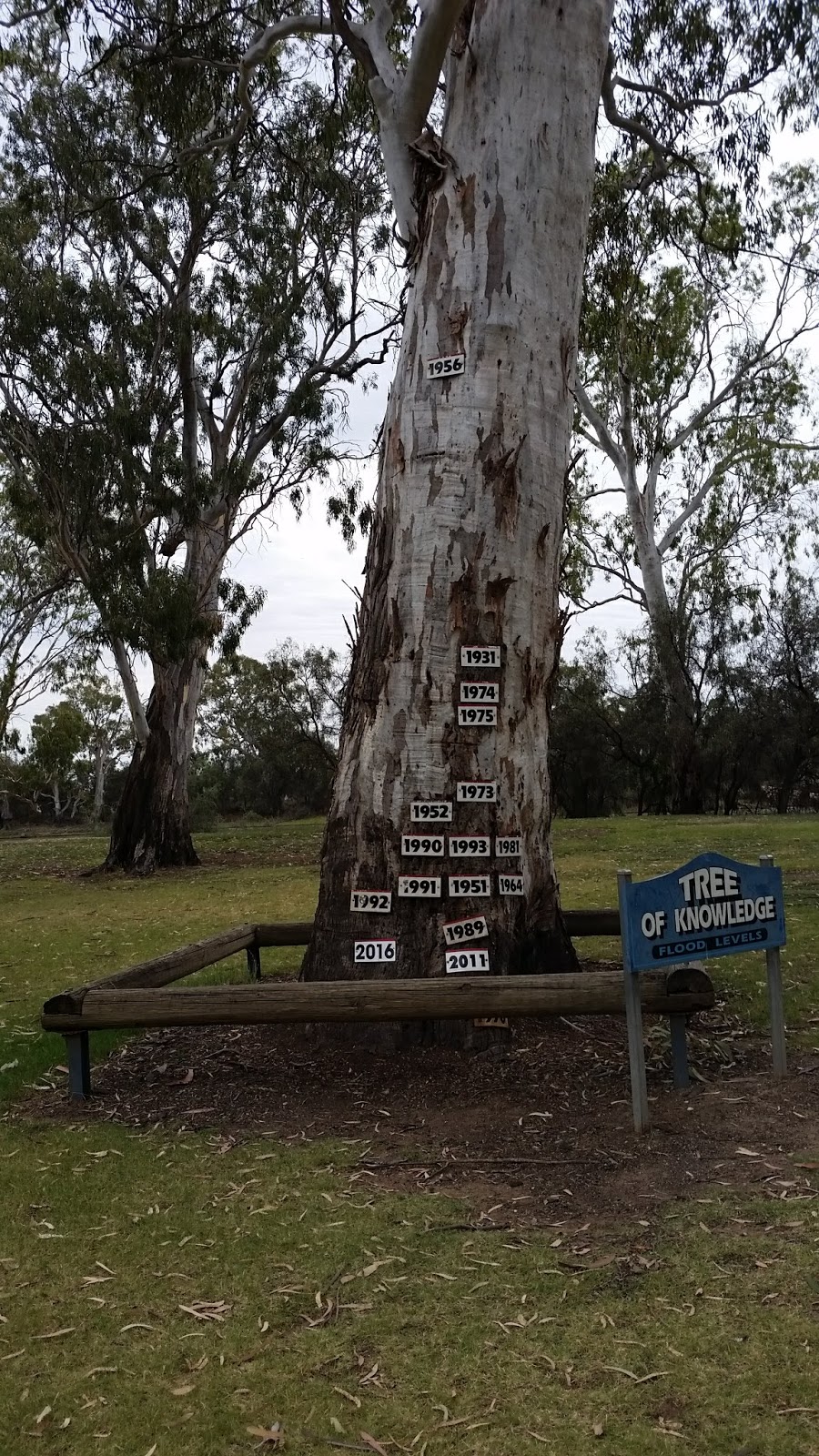 Tree of Knowledge | park | Loxton SA 5333, Australia