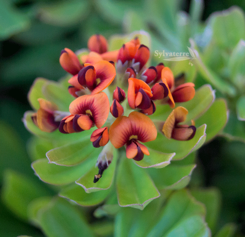 Sylvaterre Native Nursery | 1126 Sylvaterre-Timms Lake Rd, Sylvaterre VIC 3575, Australia | Phone: 0455 140 421