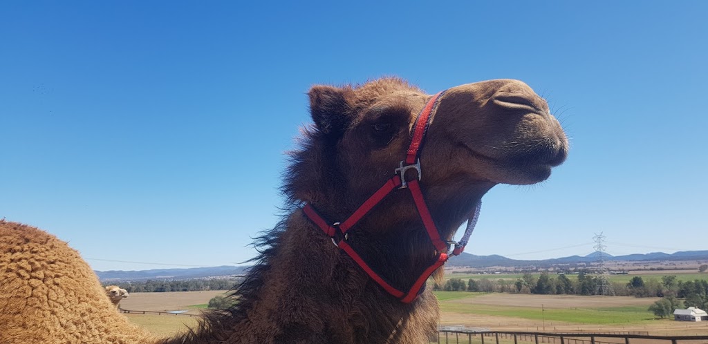 Hunter Valley Camels | tourist attraction | 1618 Denman Rd, Denman NSW 2333, Australia | 0408677741 OR +61 408 677 741