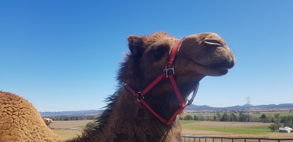 Hunter Valley Camels | 1618 Denman Rd, Denman NSW 2333, Australia | Phone: 0408 677 741