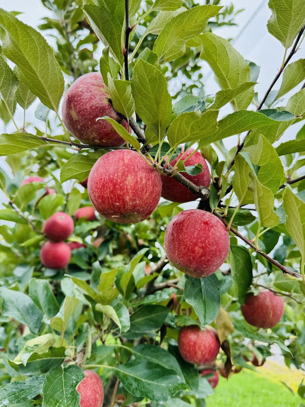 Cocos Orchard | 25742 New England Hwy, Applethorpe QLD 4378, Australia | Phone: 0438 812 078