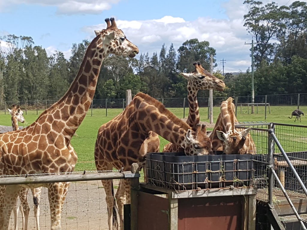 Mogo Zoo | zoo | 222 Tomakin Rd, Mogo NSW 2536, Australia | 0244744930 OR +61 2 4474 4930