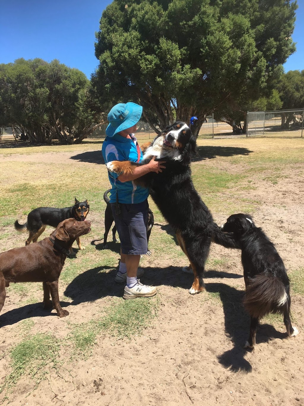 City Dogs Rural Retreat | 10 Windfire Grove, Nambeelup WA 6207, Australia | Phone: 0450 442 720