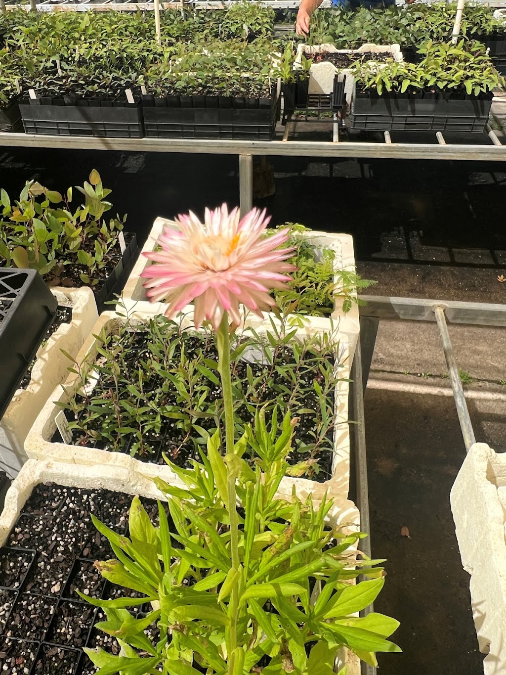 Goulburn Valley Tree Group | 6 Kerferd St, Tatura VIC 3616, Australia | Phone: 0400 059 765