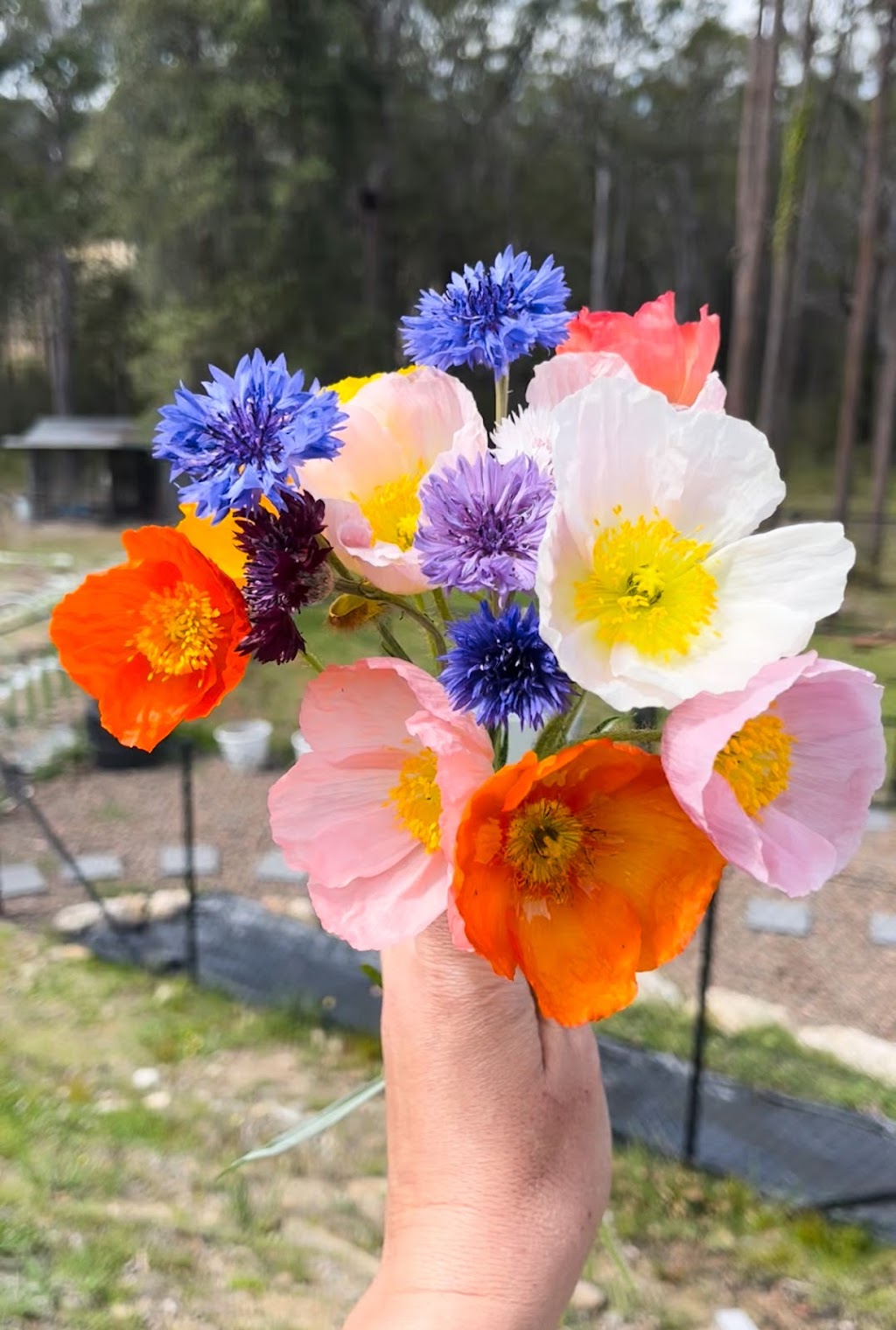 Tannorwood Flower Farm | 80 Dooralong Rdg Dr, Dooralong NSW 2259, Australia | Phone: 0402 299 319