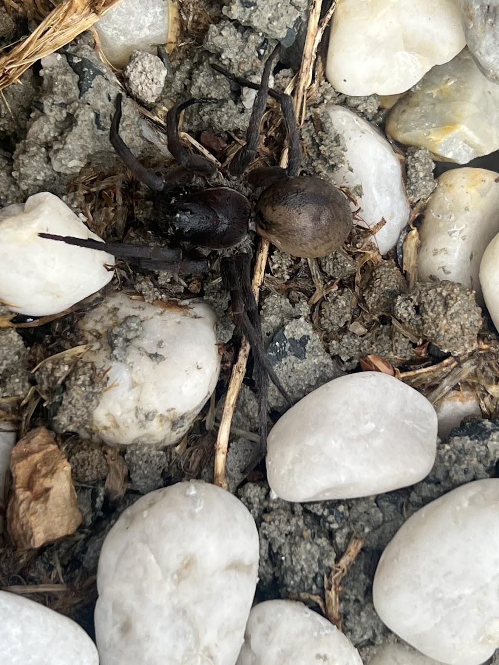 OCG Pest Control Campbelltown | 116 Waminda Ave, Campbelltown NSW 2560, Australia | Phone: (02) 9820 5534