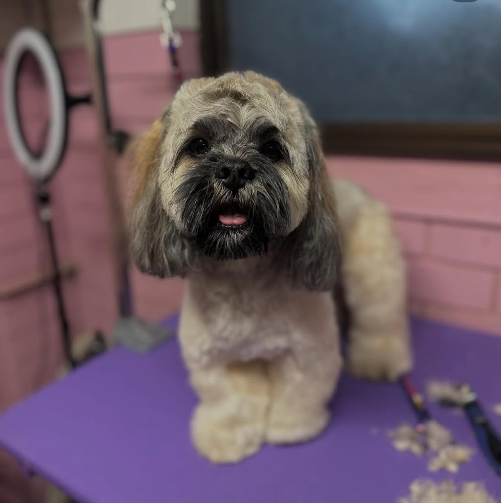 Groovy Grooms Kyogle | 30 Pratt St, Geneva NSW 2474, Australia | Phone: 0438 409 706