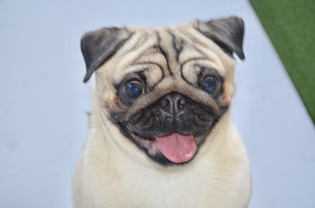 Happy Little Howlers | 23a Luland St, Botany NSW 2019, Australia | Phone: 0452 661 046