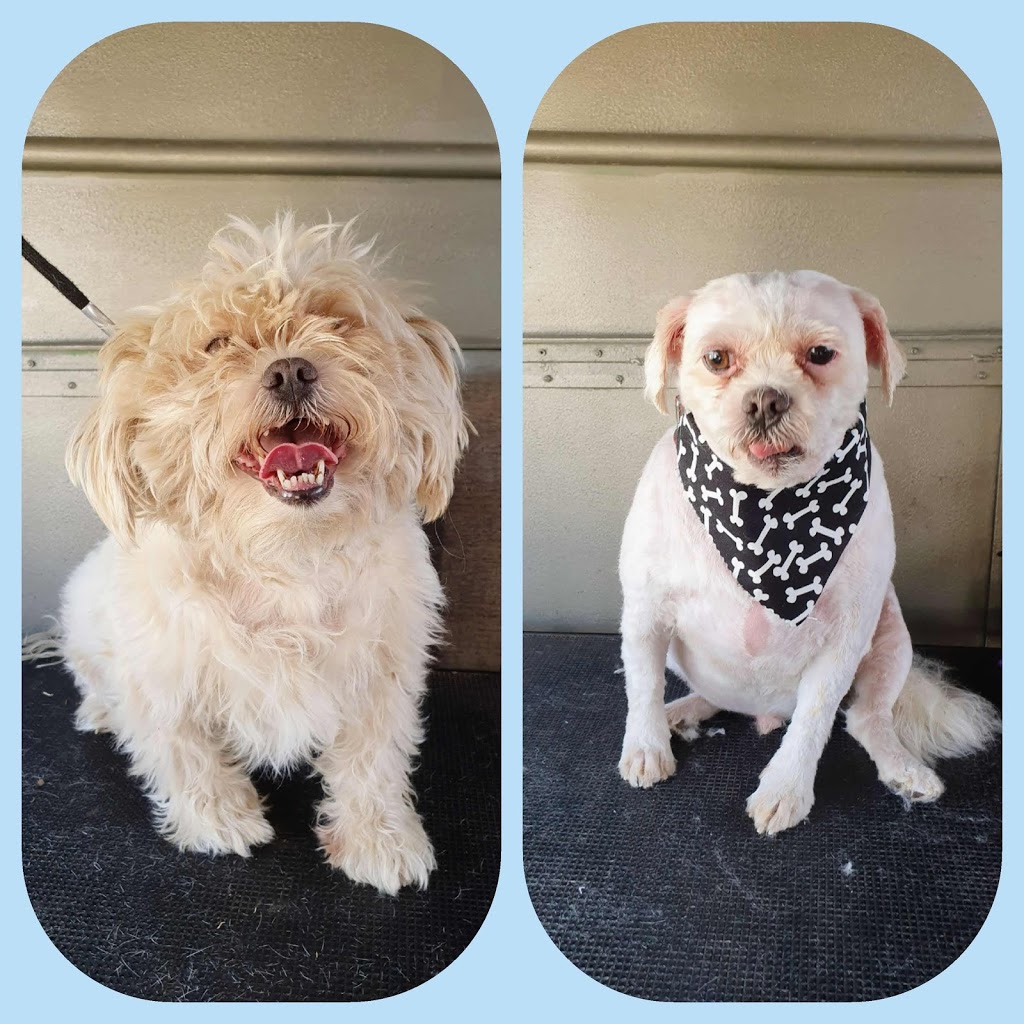 Megs Pampered Pooches | 56L N Minore Rd, Dubbo NSW 2830, Australia | Phone: 0423 629 924