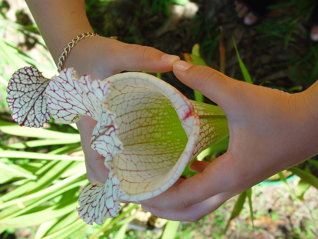 Carnivorous Gotcha Plants | 8 Balsam Rd, Eumundi QLD 4562, Australia | Phone: (07) 5442 8204