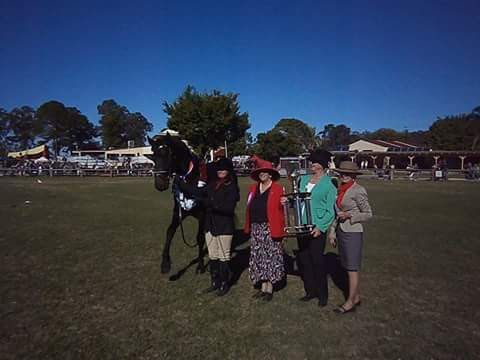 Anakin Friesian Sport Horse Stud | 32-36 Flagstone Ct, South MacLean QLD 4280, Australia | Phone: 0423 427 656