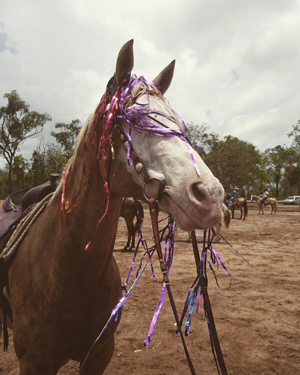 The North Queensland Equestrian Centre | park | Bluewater Park QLD 4818, Australia | 0422593677 OR +61 422 593 677
