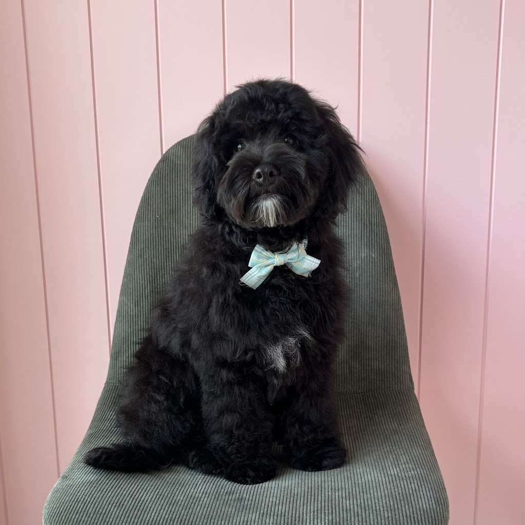 Puppy Love Dog Grooming | 15 Honeybee Cres, Calderwood NSW 2527, Australia | Phone: 0468 921 883