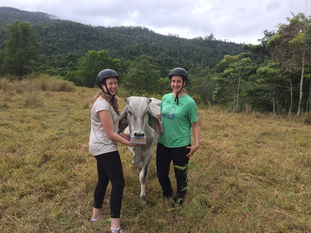 Reinsdown Horse Riding | 75 Aerodrome Rd, Tully QLD 4854, Australia | Phone: 0436 375 989