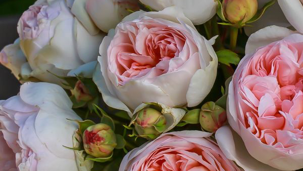 KINGSTON PARK ESTATE Roses |  | 1484 Wisemans Ferry Rd, Maroota NSW 2756, Australia | 0434728522 OR +61 434 728 522