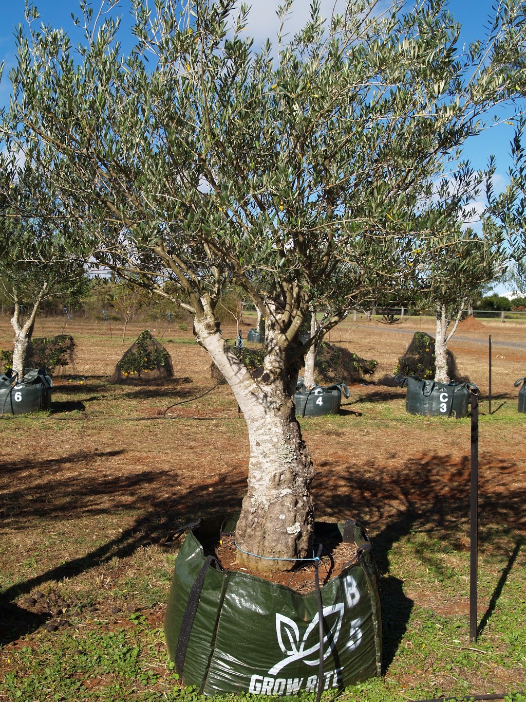 Australis Tree Farm Highfields |  | 432 Meringandan Rd, Kleinton QLD 4352, Australia | 0746968792 OR +61 7 4696 8792