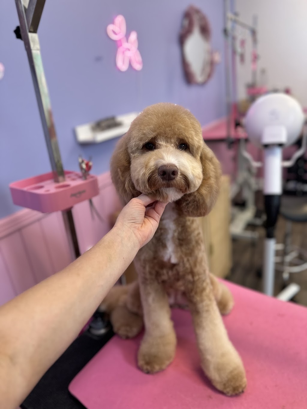 Grooming with Elyse | 235 Cabbage Tree Rd, Williamtown NSW 2318, Australia | Phone: 0493 139 786