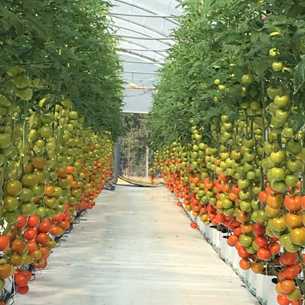 Pillar Valley Tomatoes | store | 872 Wooli Rd, Pillar Valley NSW 2462, Australia | 0266448377 OR +61 2 6644 8377