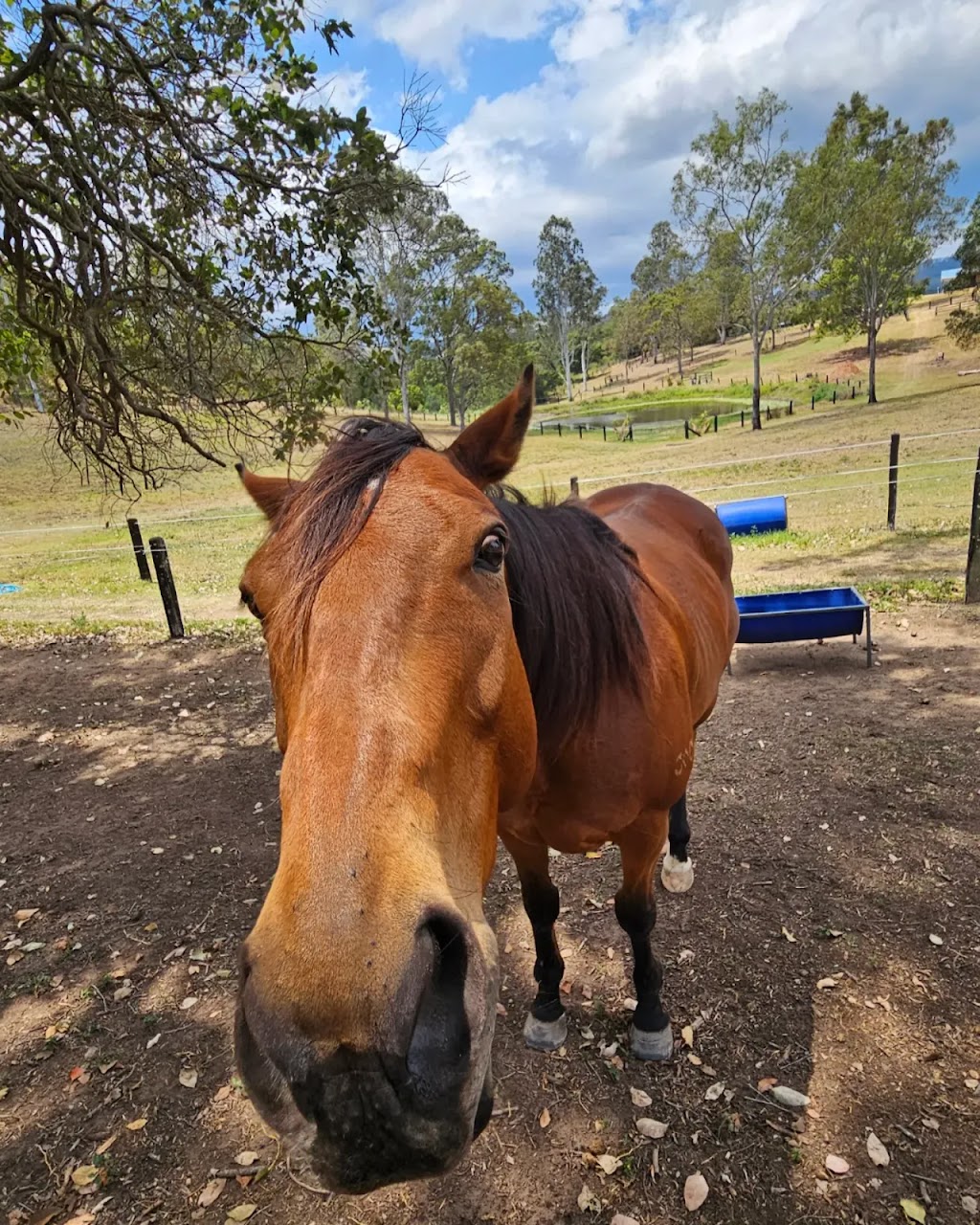 Life with Horses Limited | 45 Old Mount Samson Rd, Mount Samson QLD 4520, Australia | Phone: 0421 154 288