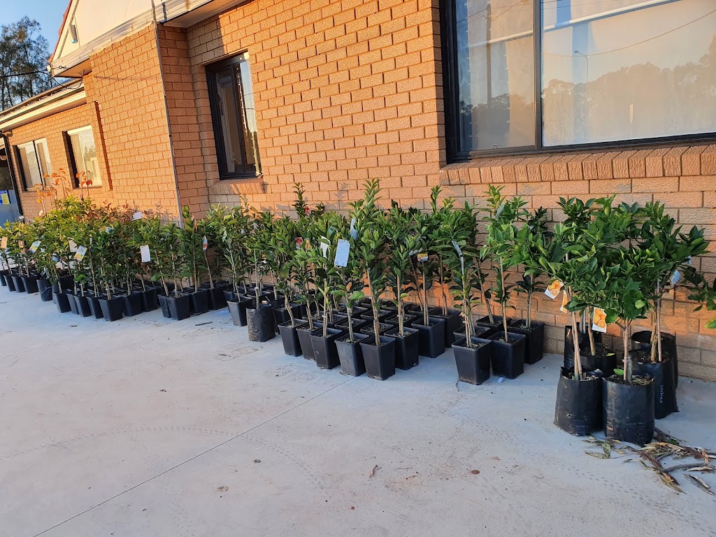 Jamils nursery | 479bringelly rd, Rossmore NSW 2557, Australia | Phone: 0450 466 334