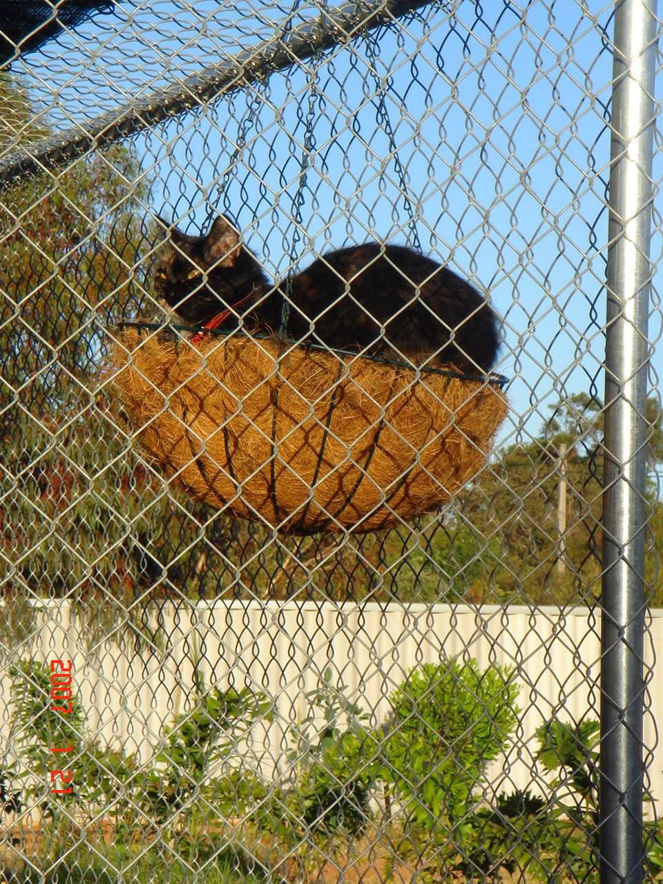 Catopia Boarding Cattery | 23B, Ridley Rd, Geraldton WA 6530, Australia | Phone: 0448 553 443