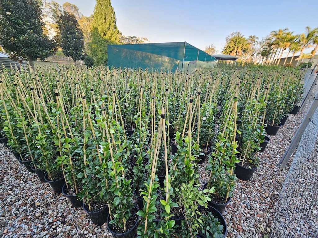 Flora Nursery | 73a Pitt Town Rd, Kenthurst NSW 2156, Australia | Phone: (02) 9654 9670
