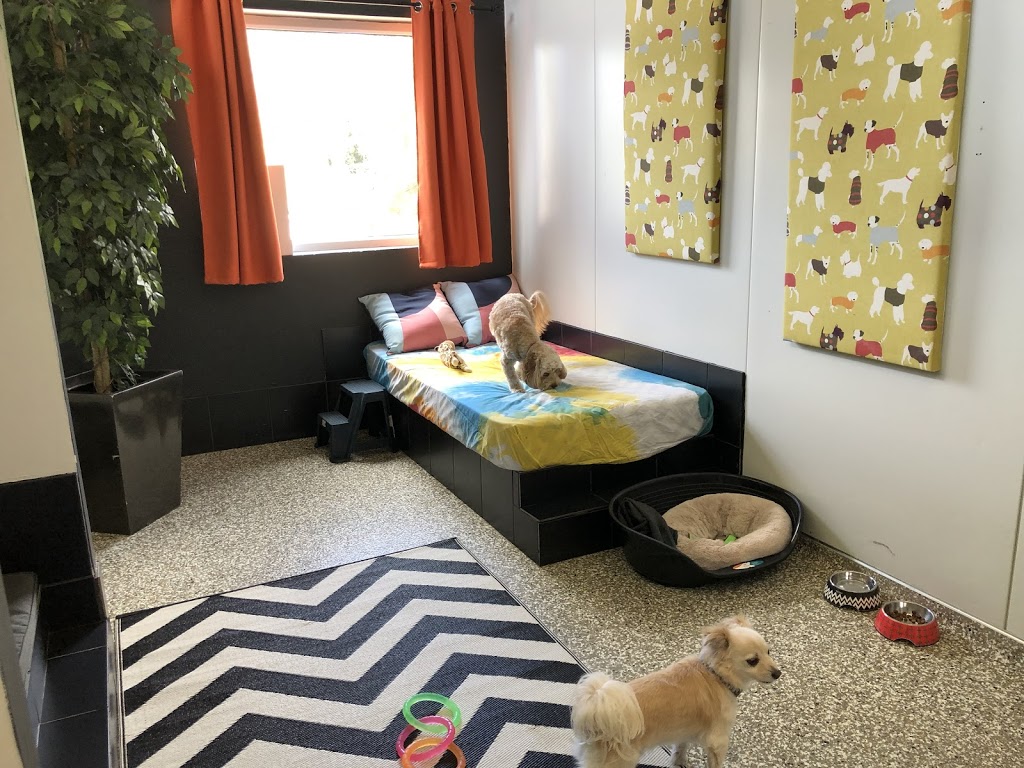 SmallPaws Pet Hotel - Small Dog and Cat Boarding Sydney | pet store | 413 Killawarra Rd, Duffys Forest NSW 2084, Australia | 0294501579 OR +61 2 9450 1579