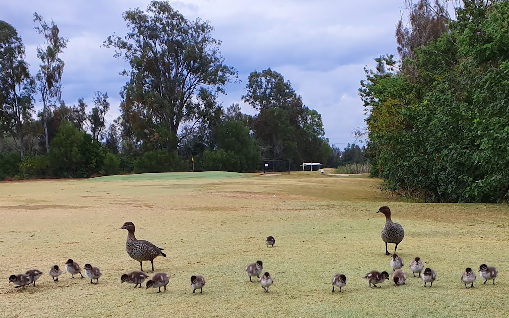 Corinda Golf Course |  | 375 Cliveden Ave, Corinda QLD 4075, Australia | 0733797836 OR +61 7 3379 7836