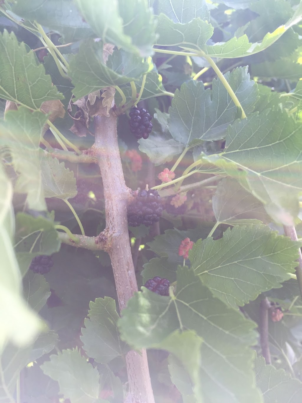 Golden Dawn Permaculture | 14a Hyde St, Fernmount NSW 2454, Australia | Phone: 0435 298 679