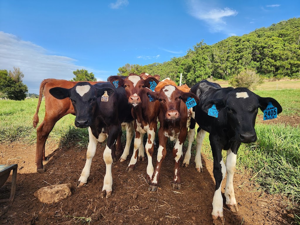 The Dairy, Johns River | Stewarts River Rd, Johns River NSW 2443, Australia | Phone: 0402 830 190