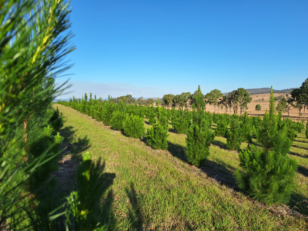 Brisbane Valley Christmas Tree Farm | Hamiltons Ln, Mount Beppo QLD 4313, Australia | Phone: 0409 671 136