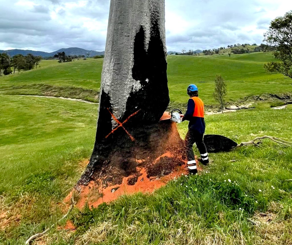 Pacific Tree Services | 31B Alexander Ln, Eltham NSW 2480, Australia | Phone: 0448 954 559