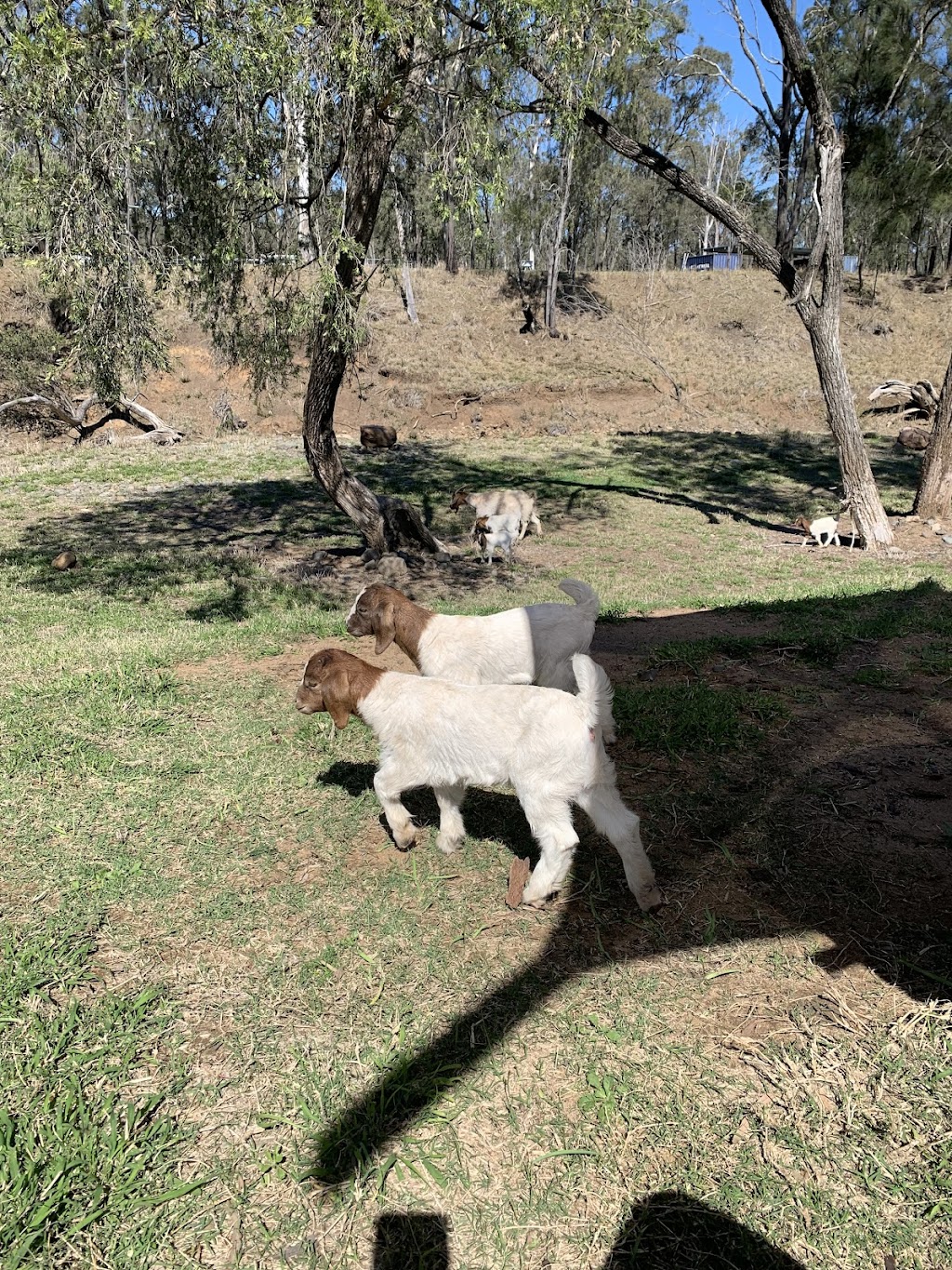 Rocky Creek Homestead | 12 Brookside Pl, Postmans Ridge QLD 4352, Australia | Phone: 0450 661 476