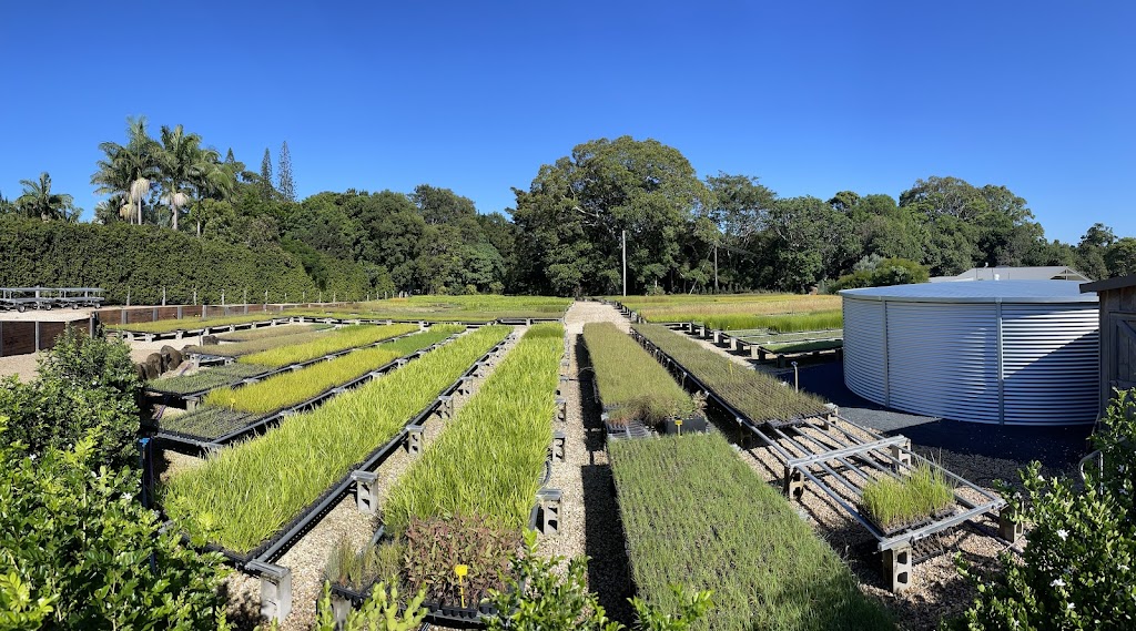 Pacific Nurseries | 160 Tandys Ln, Brunswick Heads NSW 2483, Australia | Phone: 0477 601 696