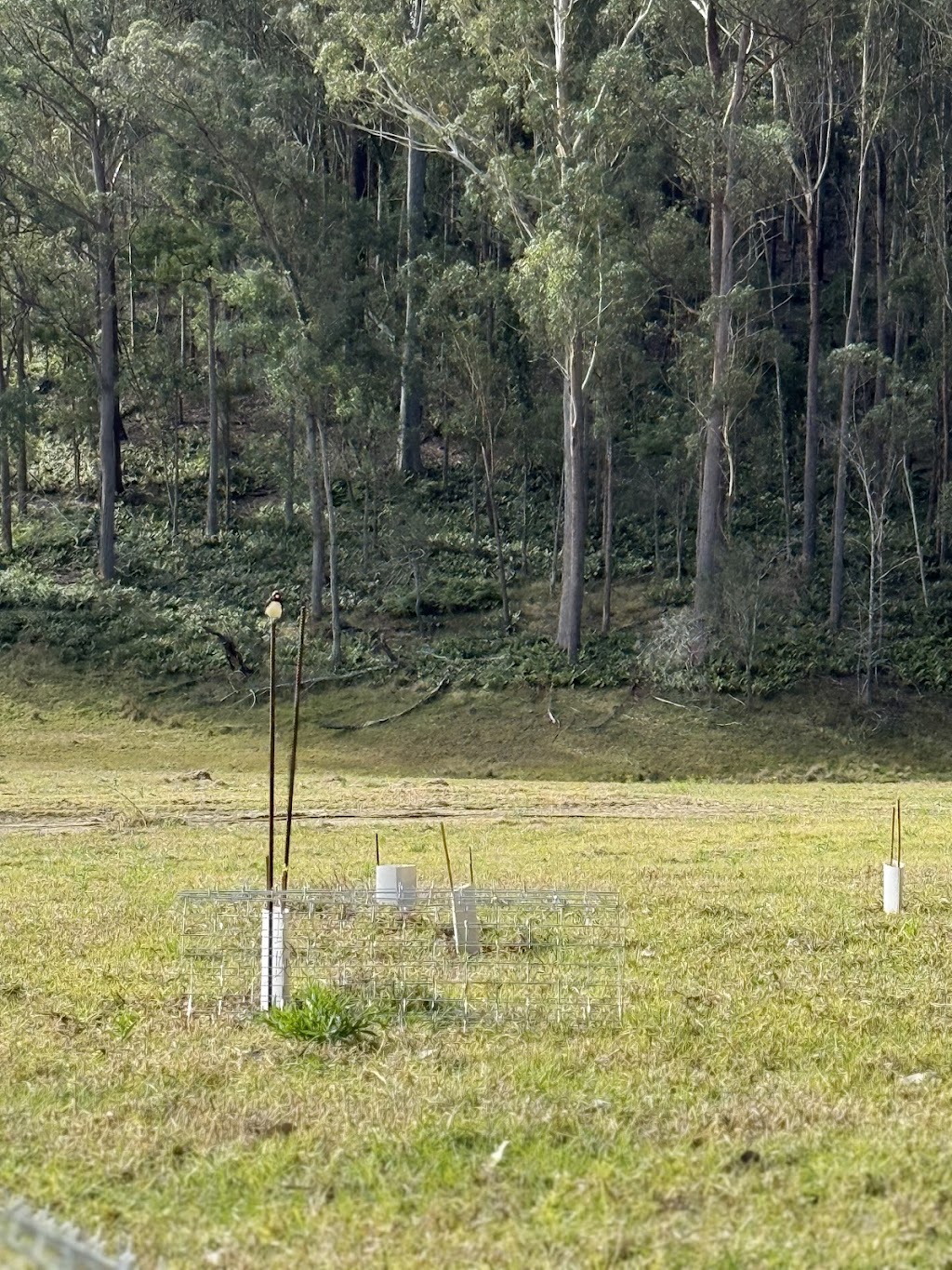 Walawaani Way Conservation Burial | 77 Princes Hwy, Bodalla NSW 2545, Australia | Phone: 0402 892 759 Walawaani Way Conservation Burial | 77 Princes Hwy, Bodalla NSW 2545, Australia | Phone: 0402 892 759