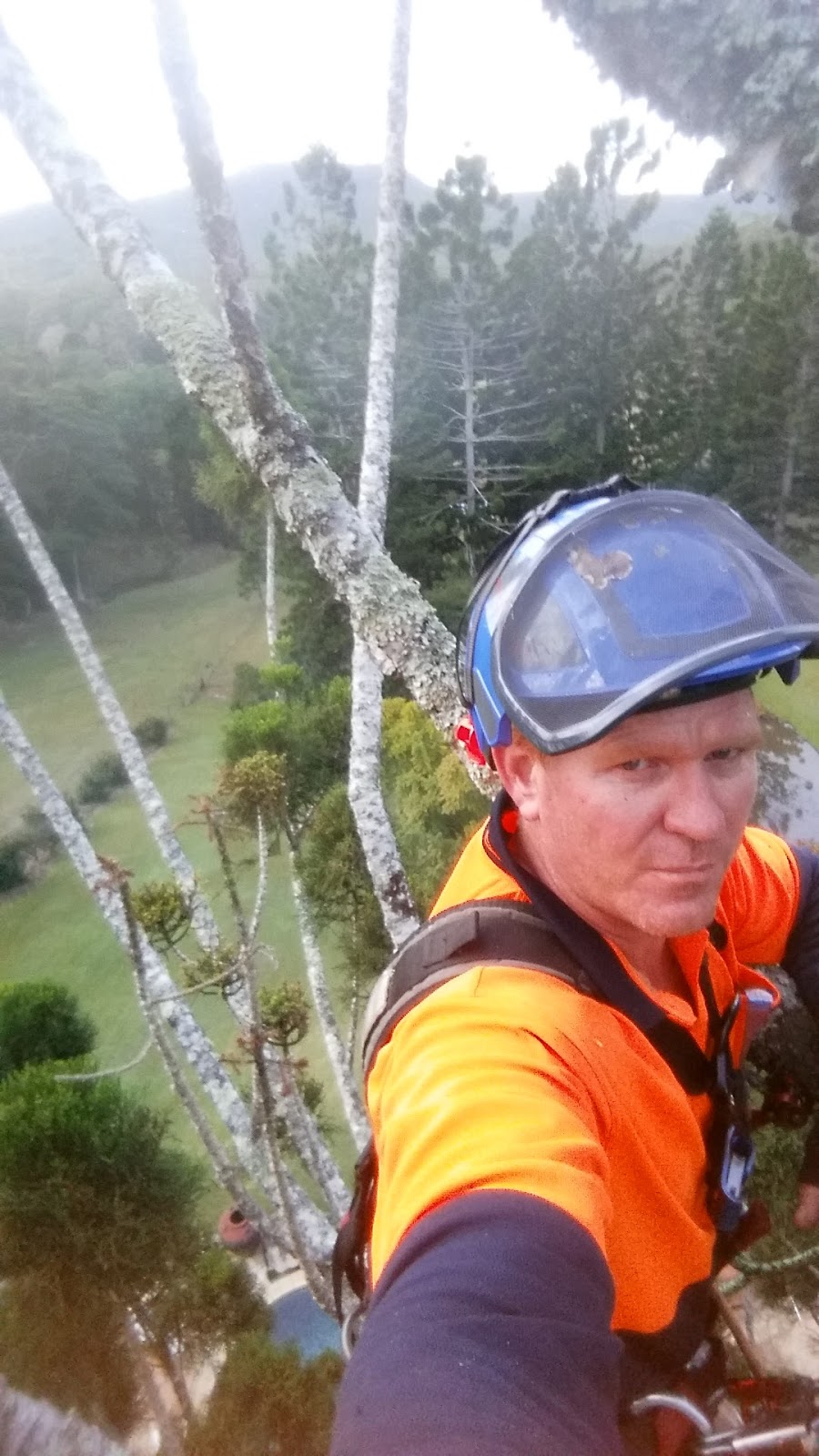 Aussie Tree Care | 16 Tillyroen Rd, Ormeau Hills QLD 4209, Australia | Phone: 1300 873 300