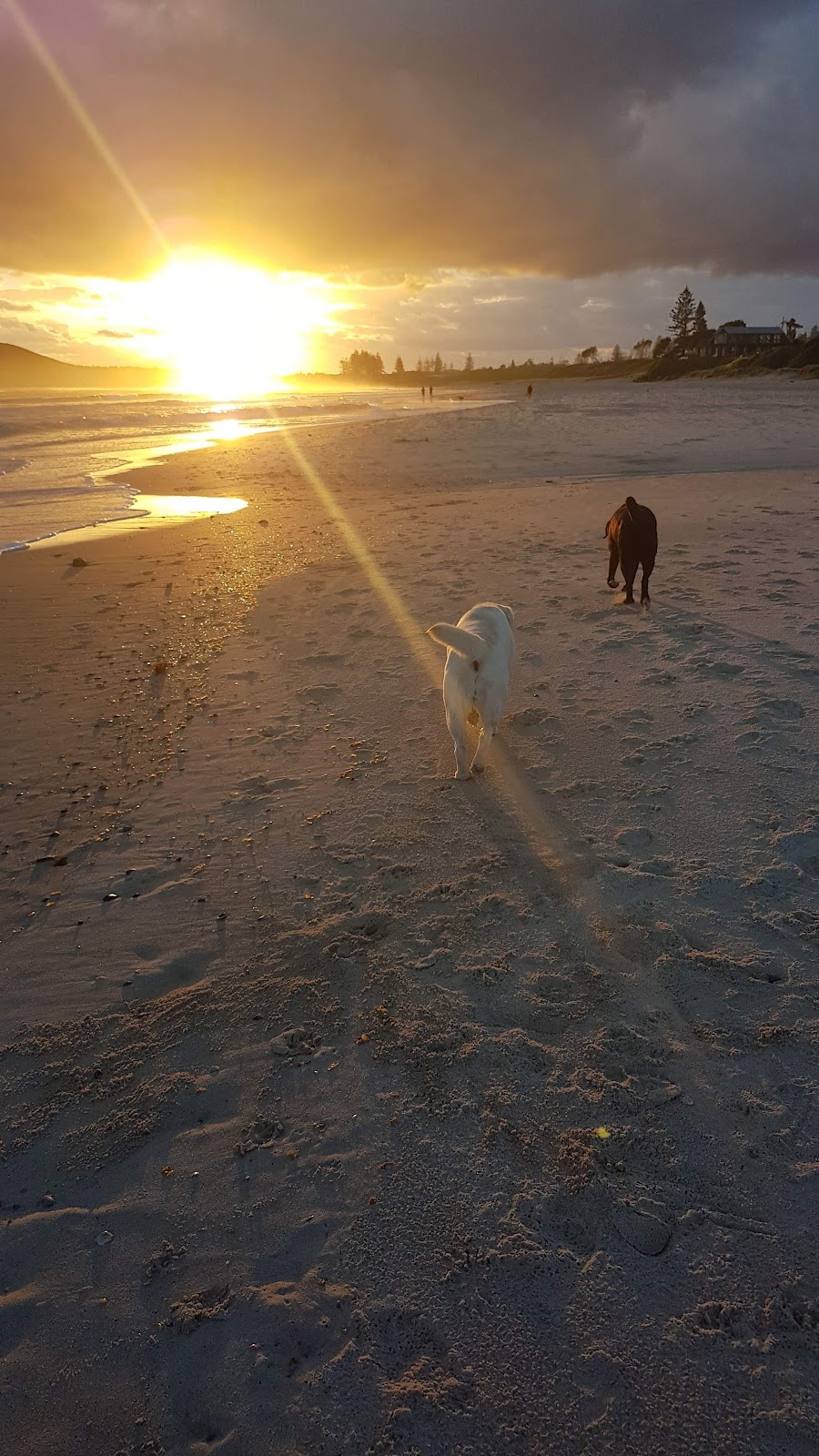 Woof and Whiskers Pet Sitting | Main Beach, Byron Bay NSW 2481, Australia | Phone: 0413 515 562