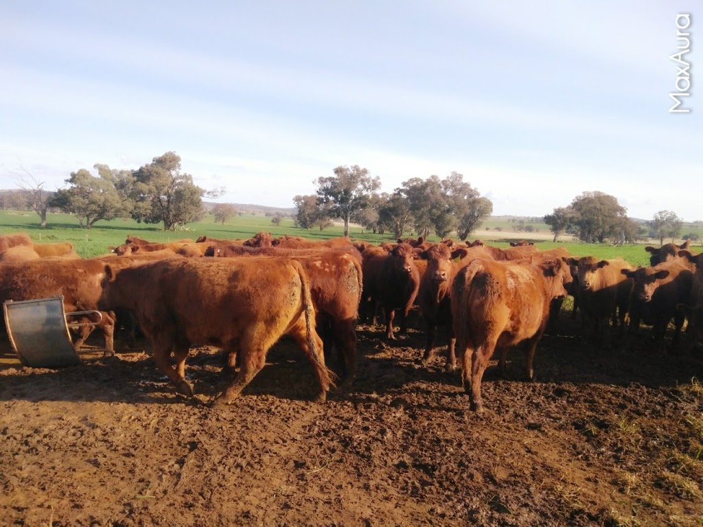 Haycock Pine Villa Red Angus Stud | 162 Higgins Rd, Yeoval NSW 2868, Australia | Phone: (02) 6846 4060